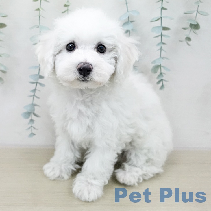 ビション・フリーゼ