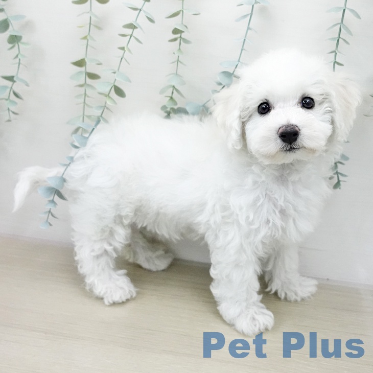 ビション・フリーゼの写真2