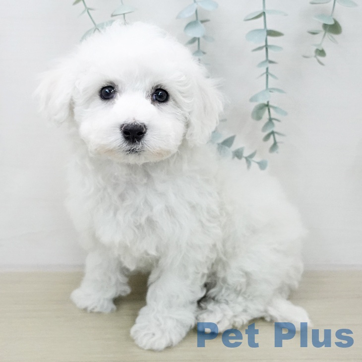 ビション・フリーゼの写真2