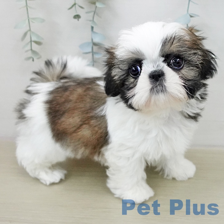 シー・ズーの写真2