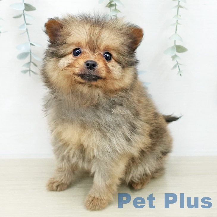 ポメラニアンの写真2