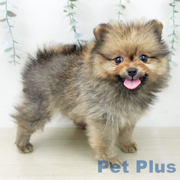 ポメラニアンの写真2