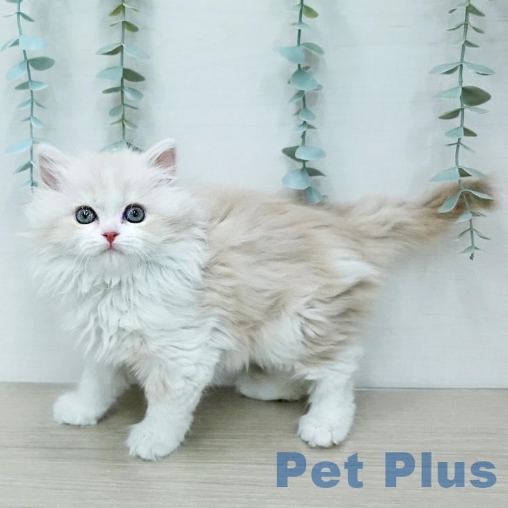 スコティッシュフォールドの写真2