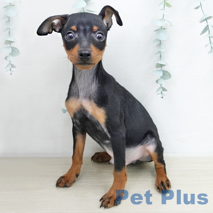 ミニチュア・ピンシャー