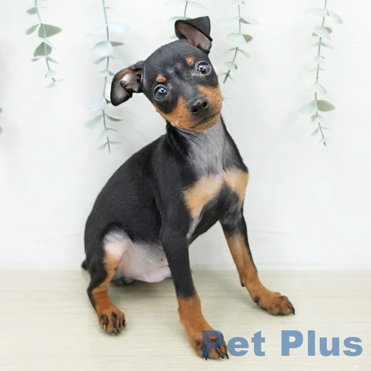 ミニチュア・ピンシャー