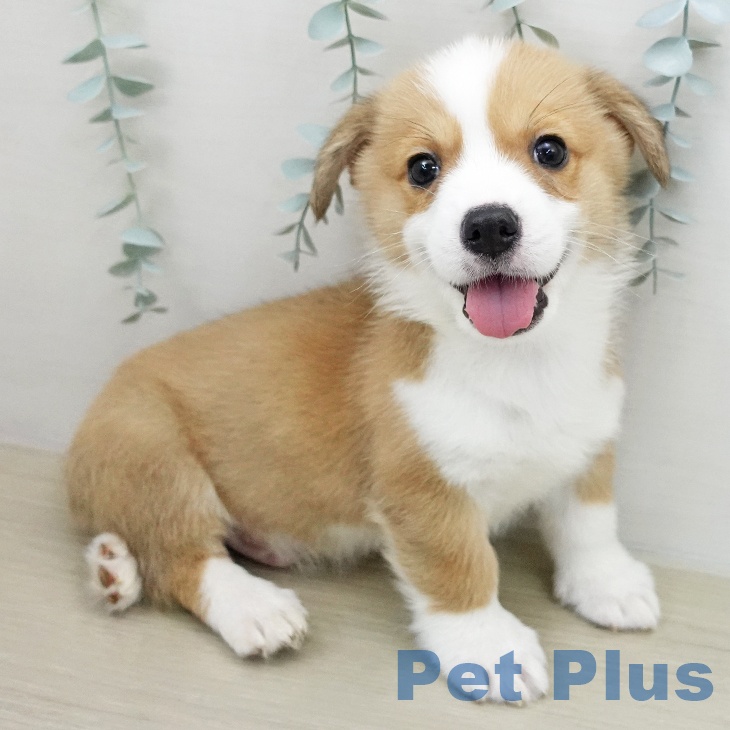 ウェルシュ・コーギー・ペンブロークの写真2