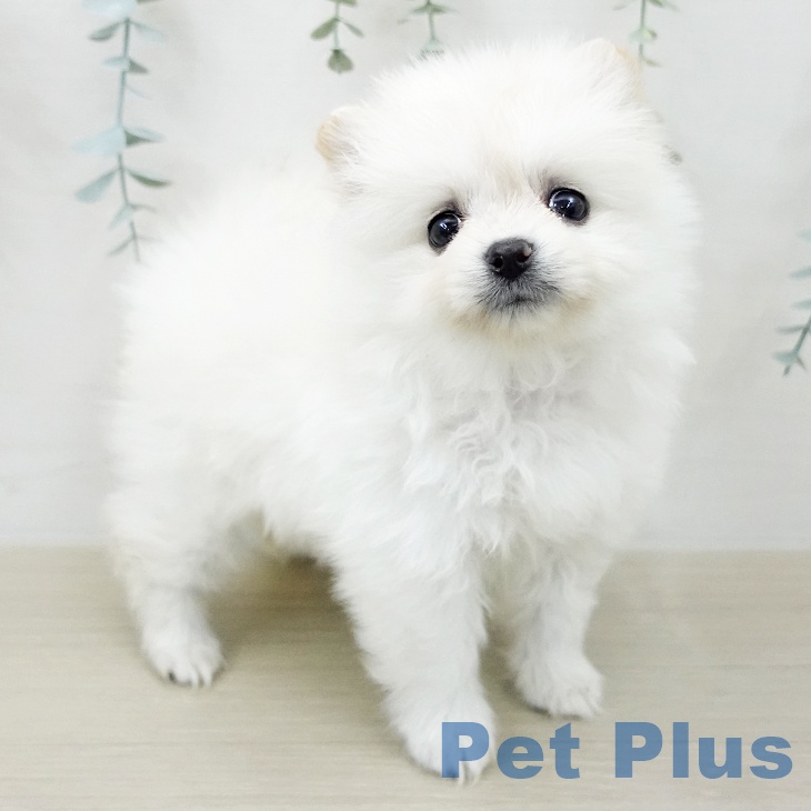 ポメラニアンの写真2