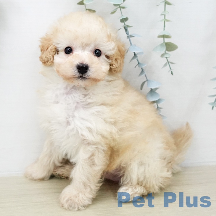 トイ・プードルの写真2