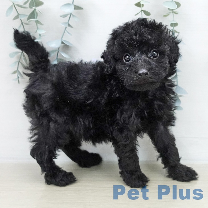 トイ・プードル