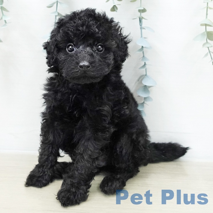 トイ・プードルの写真2