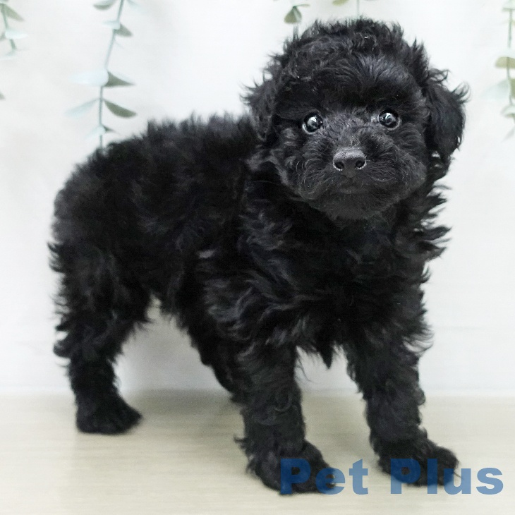 トイ・プードルの写真2