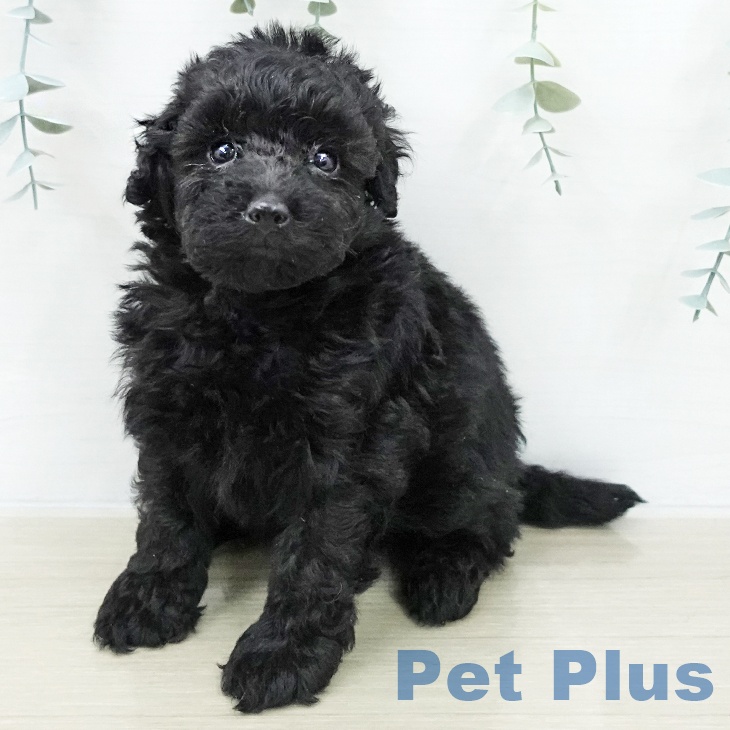 トイ・プードル