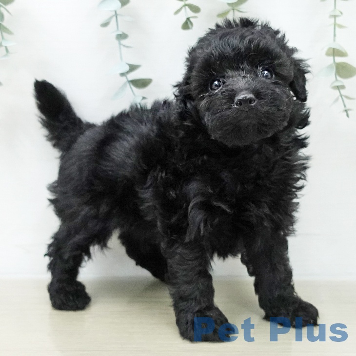 トイ・プードルの写真2