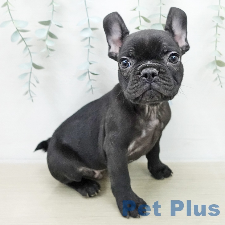 フレンチ・ブルドッグ