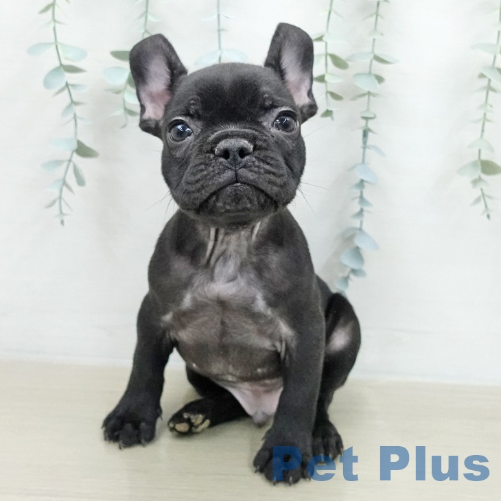 フレンチ・ブルドッグの写真2