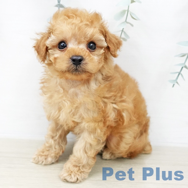 トイ・プードル