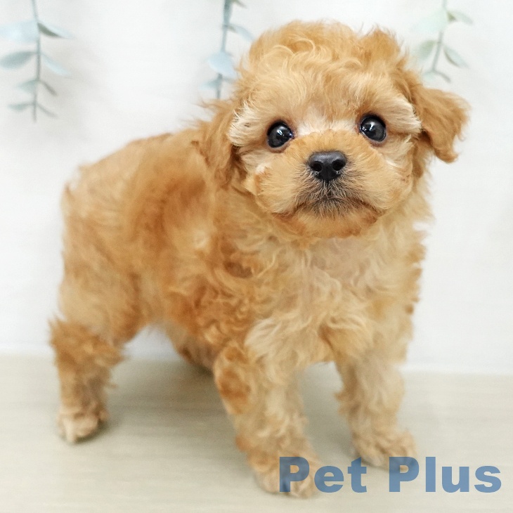 トイ・プードルの写真2