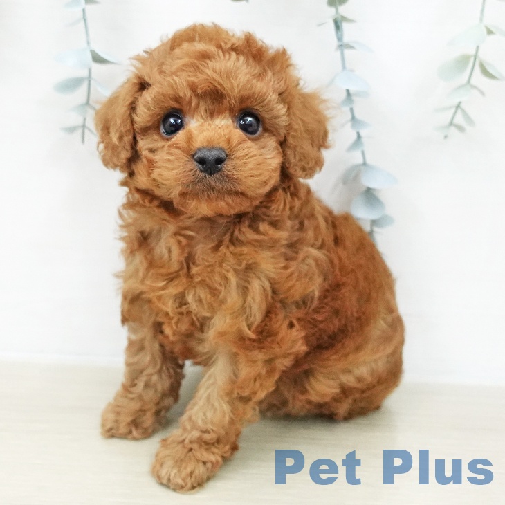 トイ・プードル