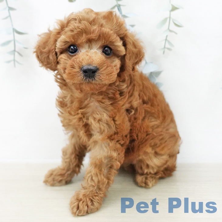 トイ・プードルの写真2