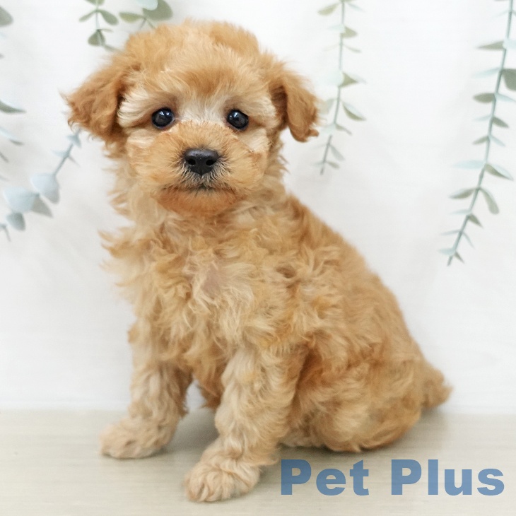 トイ・プードル