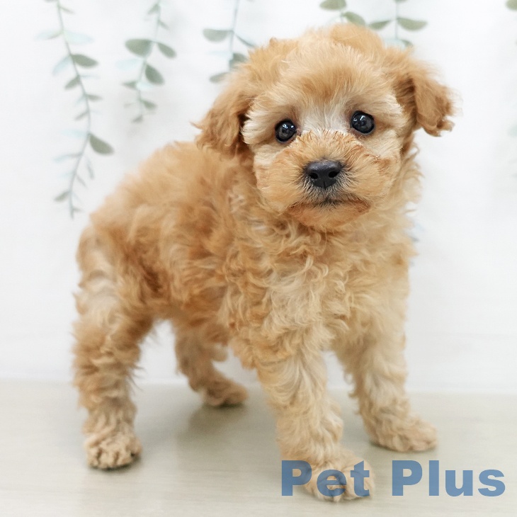 トイ・プードルの写真2