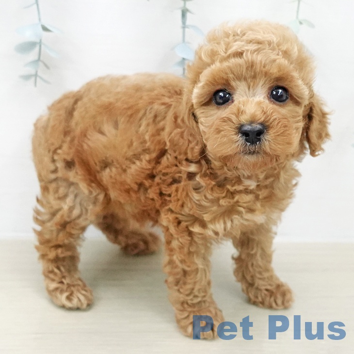 トイ・プードルの写真2