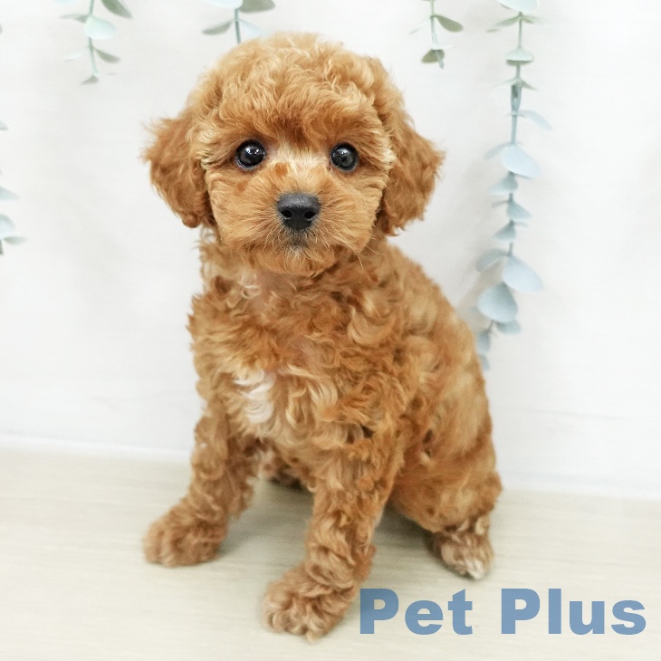 トイ・プードル