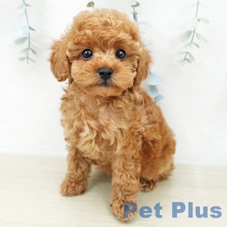 トイ・プードル