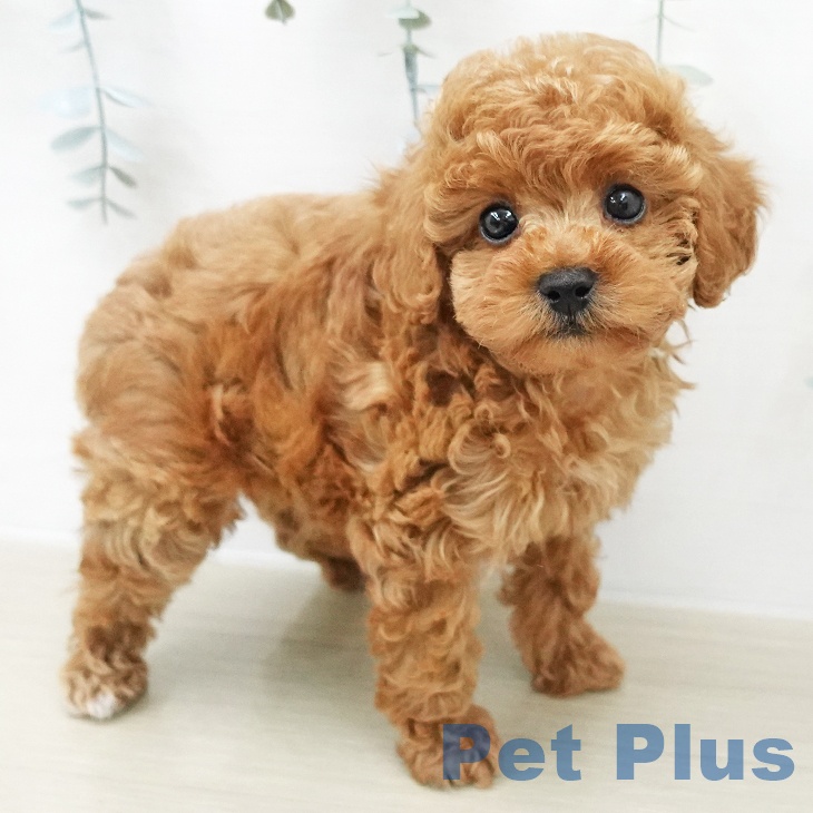 トイ・プードルの写真2