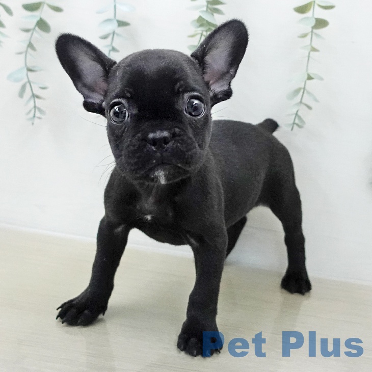 フレンチ・ブルドッグ