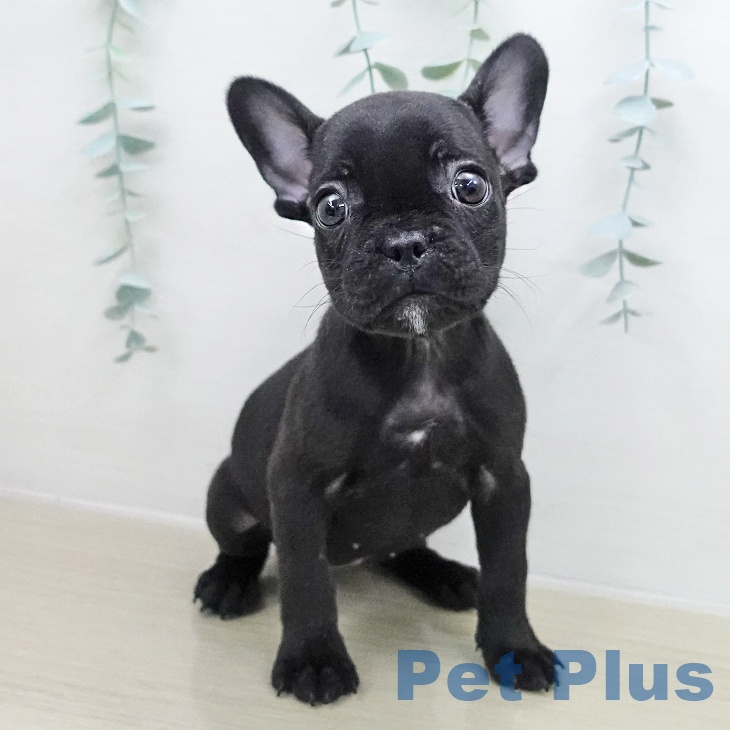 フレンチ・ブルドッグの写真2