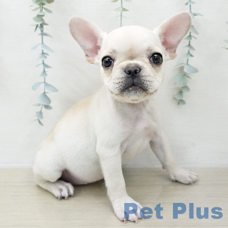 フレンチ・ブルドッグの写真2