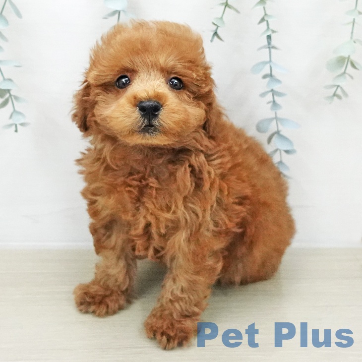 トイ・プードル