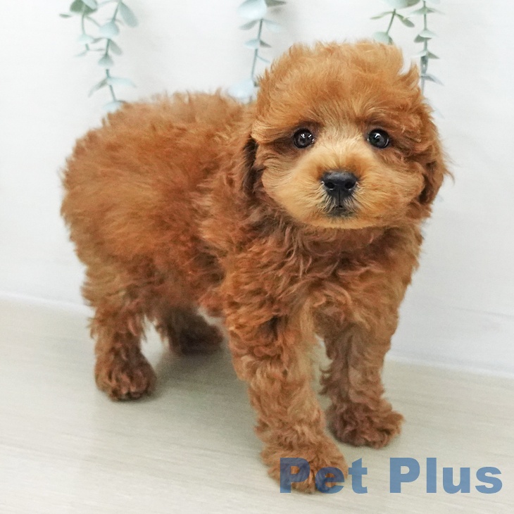 トイ・プードルの写真2