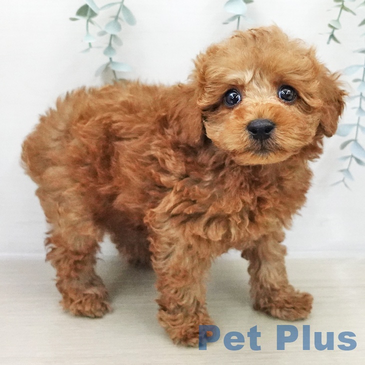 トイ・プードル