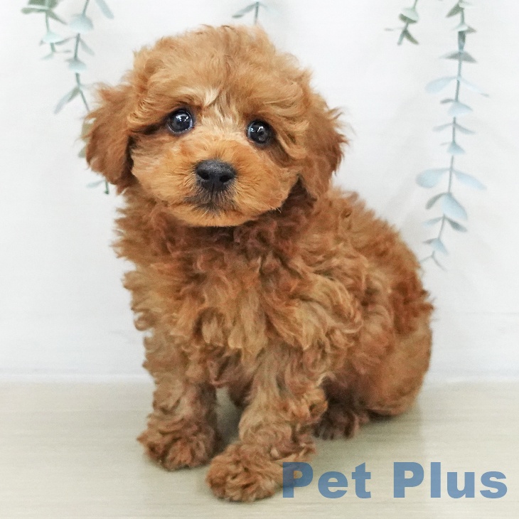 トイ・プードルの写真2