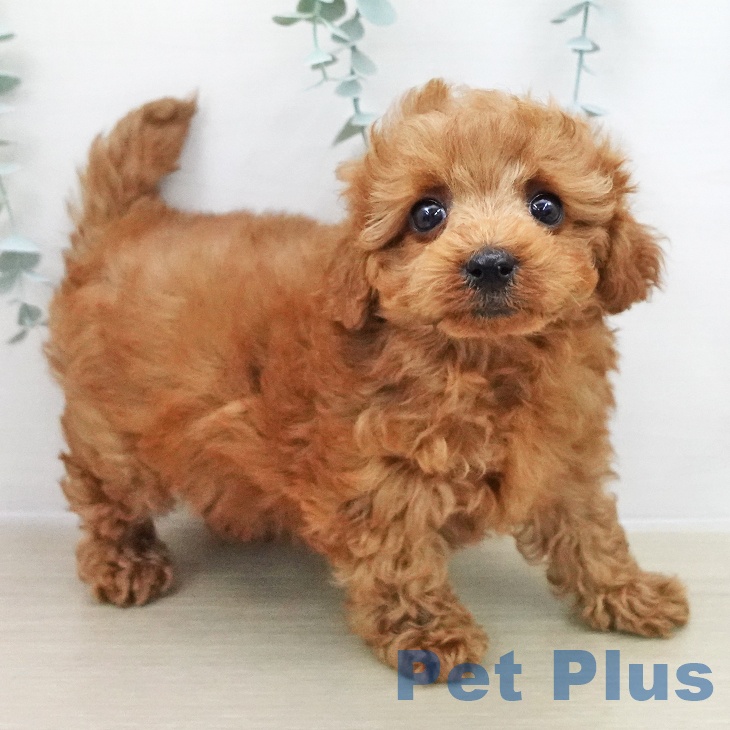 トイ・プードル