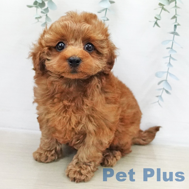 トイ・プードルの写真2