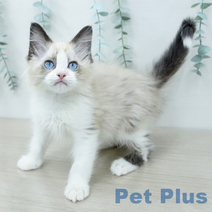 ラグドールの写真2