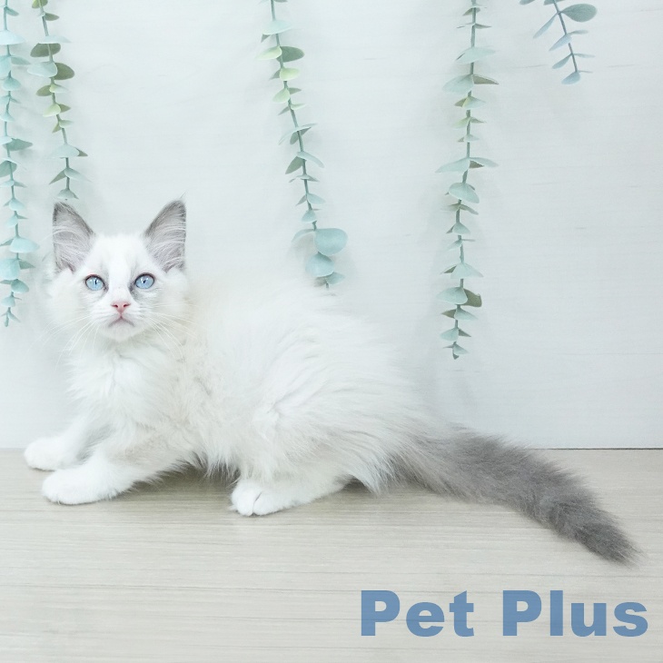 ラグドールの写真2