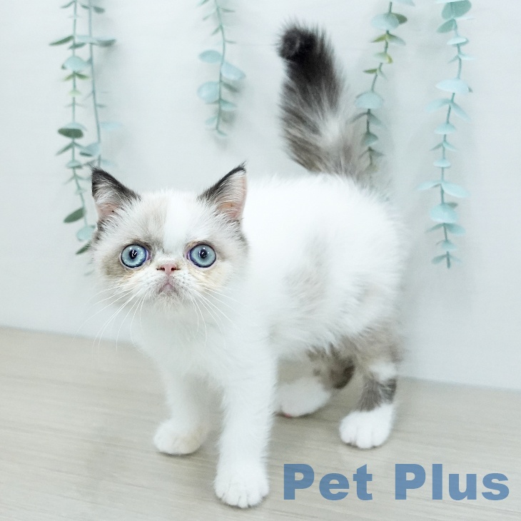 エキゾチックの写真2