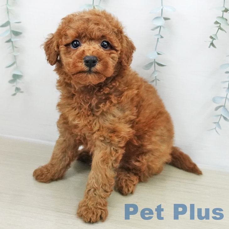 トイ・プードルの写真2