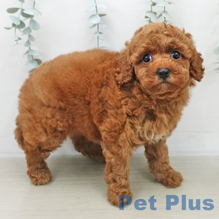 トイ・プードル