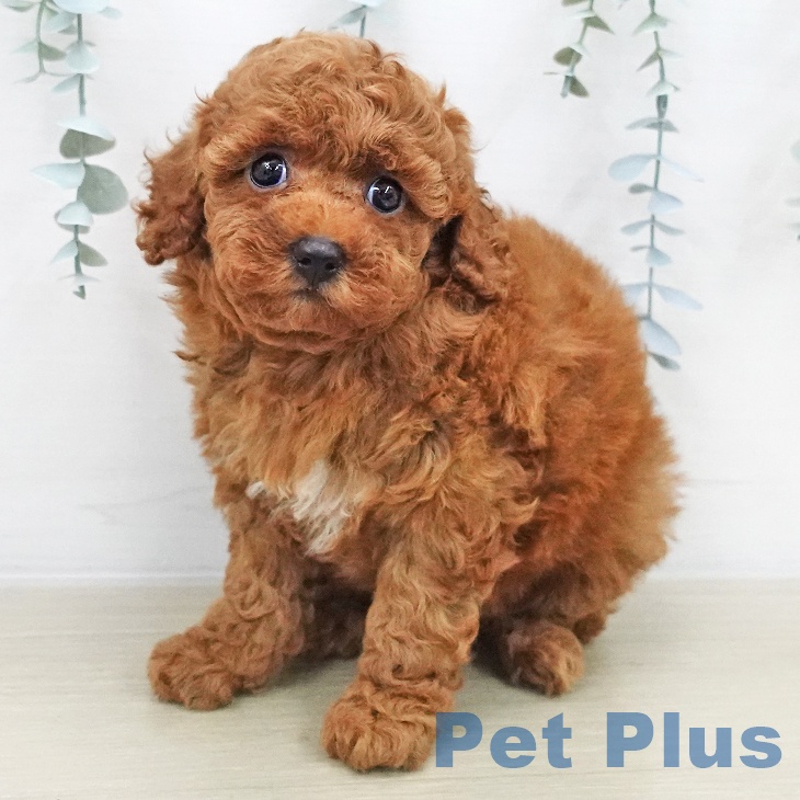 トイ・プードルの写真2