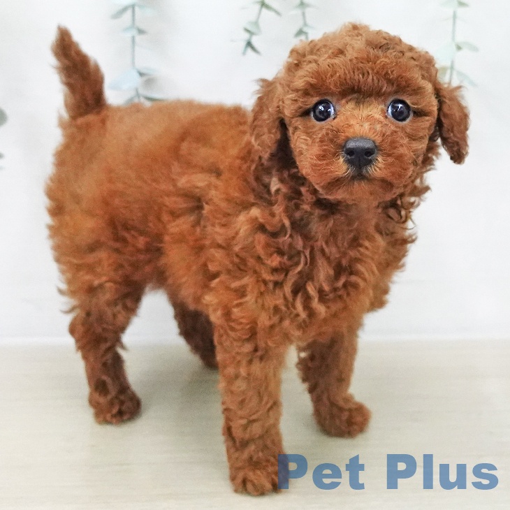 トイ・プードルの写真2