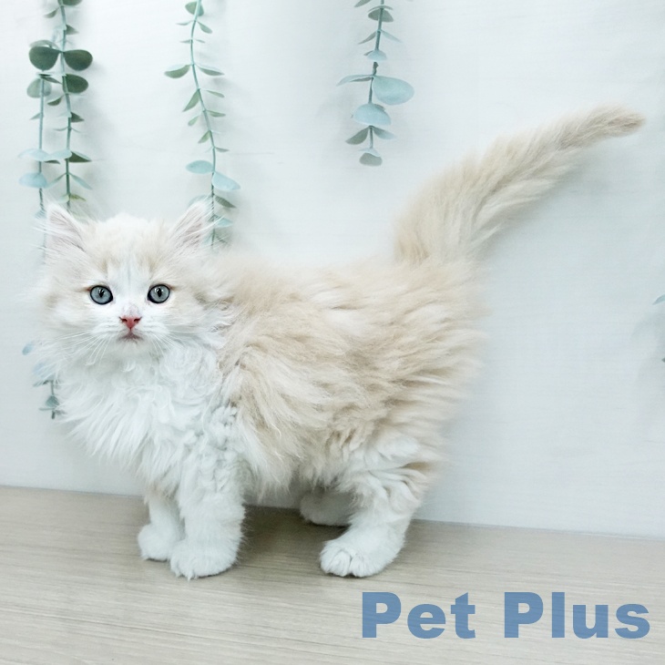 ラガマフィンの写真2