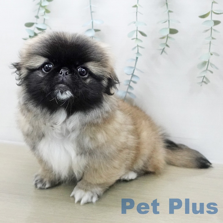 ペキニーズの写真2