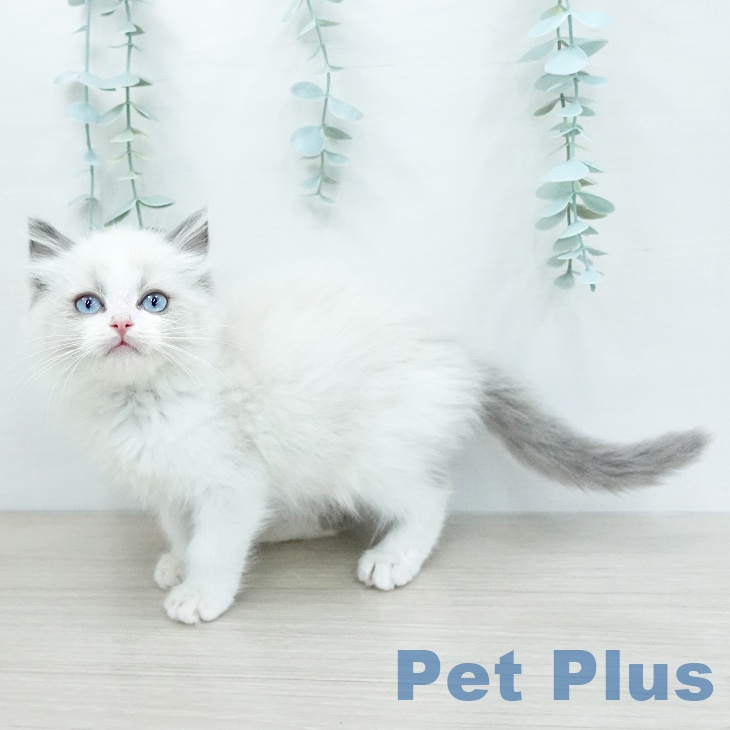 ラグドールの写真2