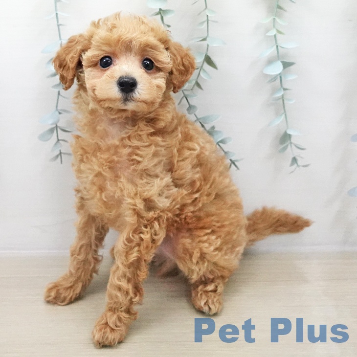 トイ・プードル