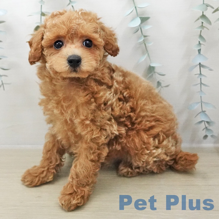 トイ・プードルの写真2